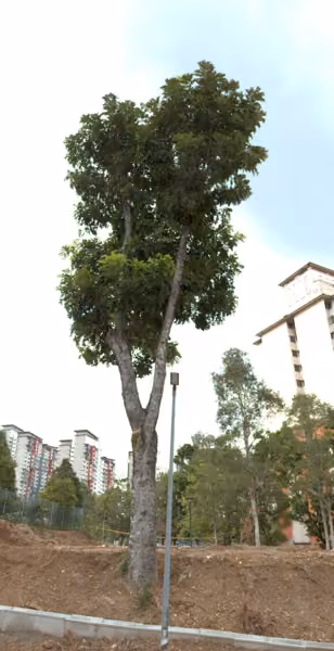 tree photo