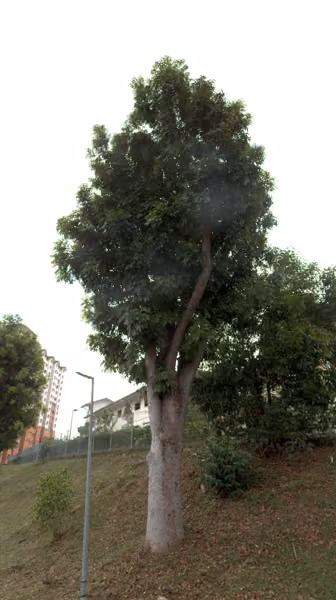 tree photo