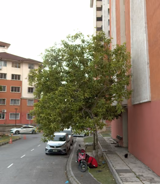 tree photo