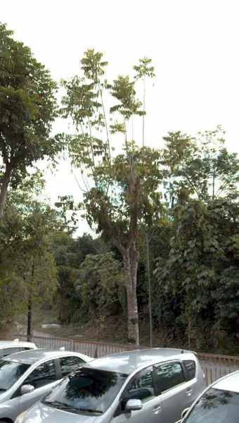 tree photo