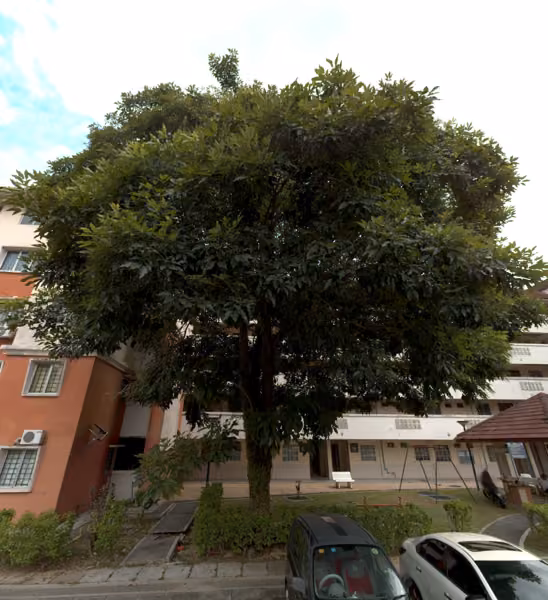tree photo