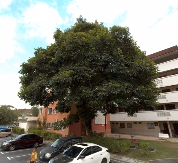 tree photo