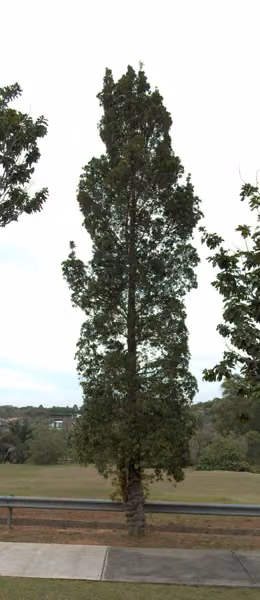 tree photo