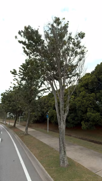 tree photo