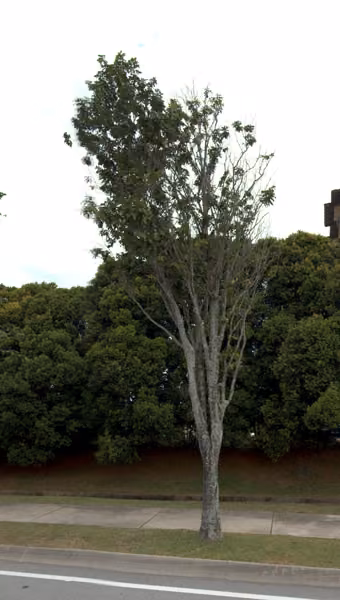 tree photo
