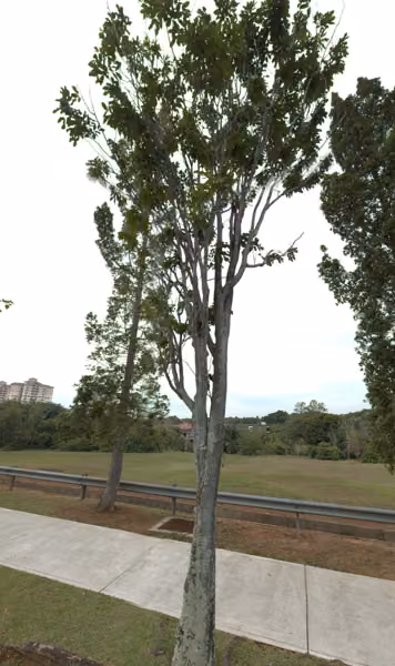 tree photo