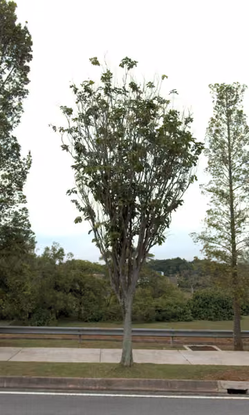 tree photo
