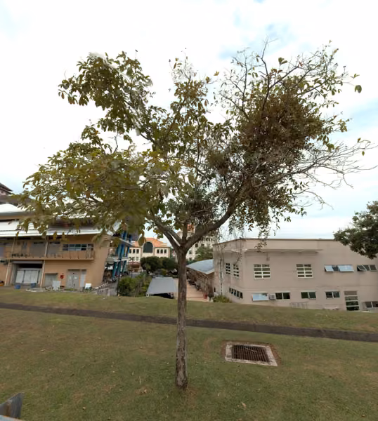tree photo