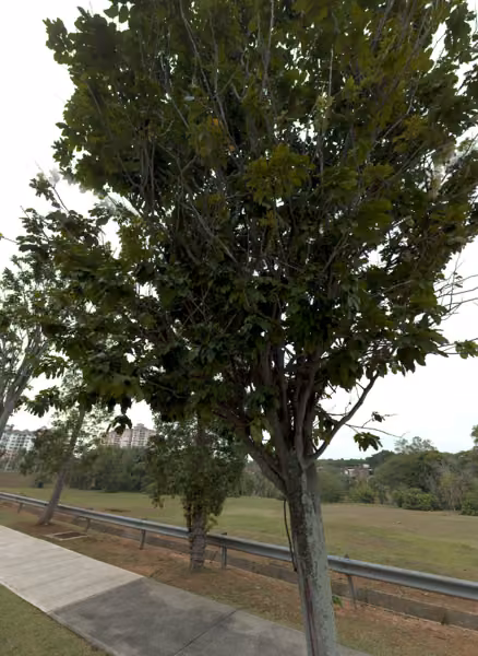tree photo