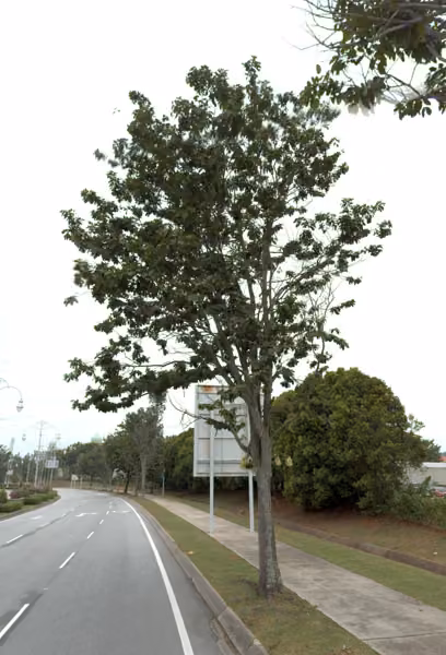 tree photo
