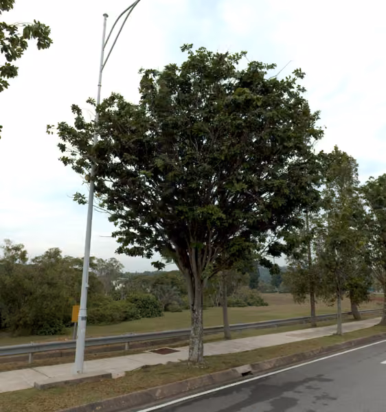 tree photo