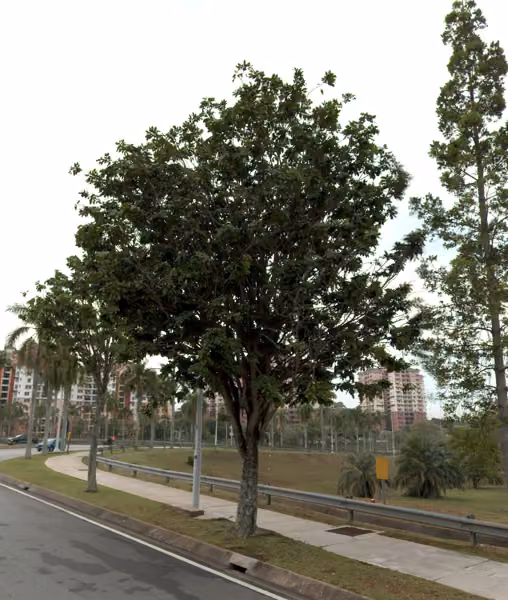 tree photo