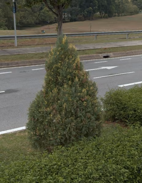 tree photo