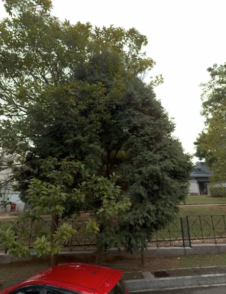 tree photo