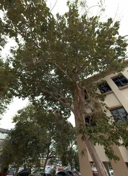 tree photo