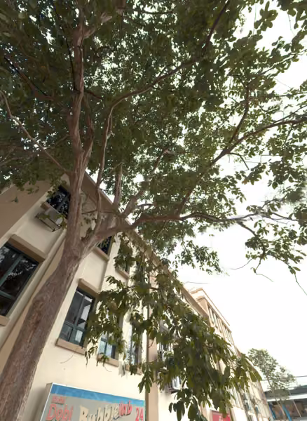 tree photo