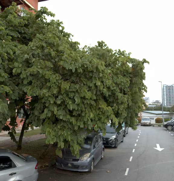 tree photo
