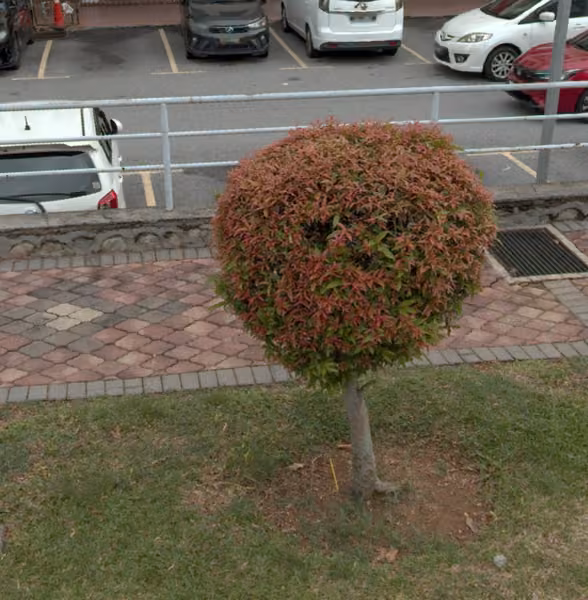 tree photo