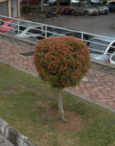 tree photo