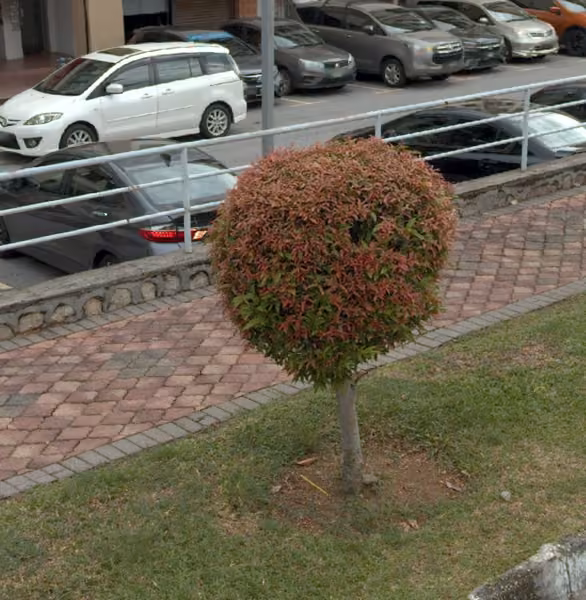 tree photo