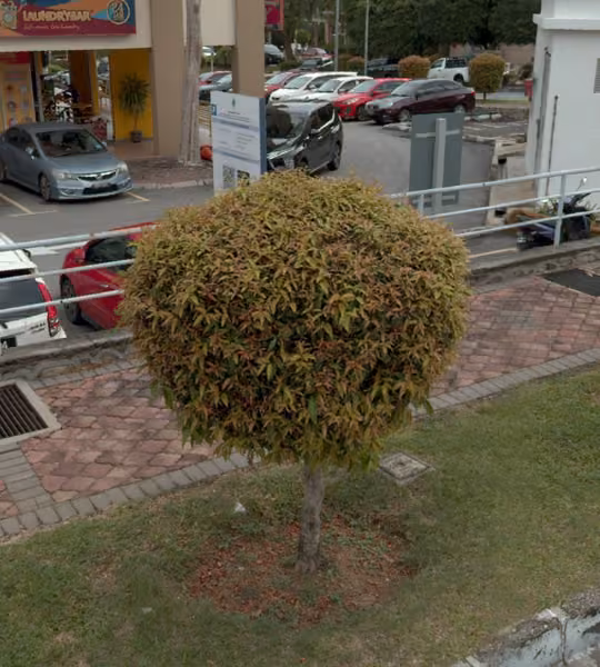 tree photo