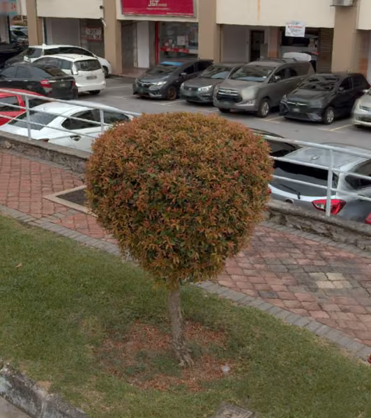 tree photo