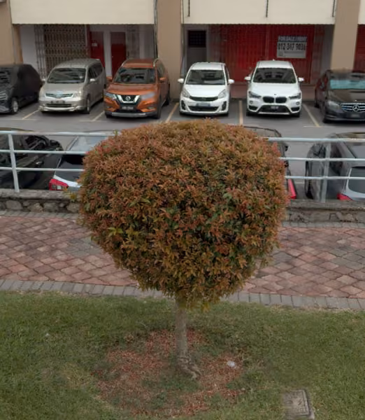 tree photo