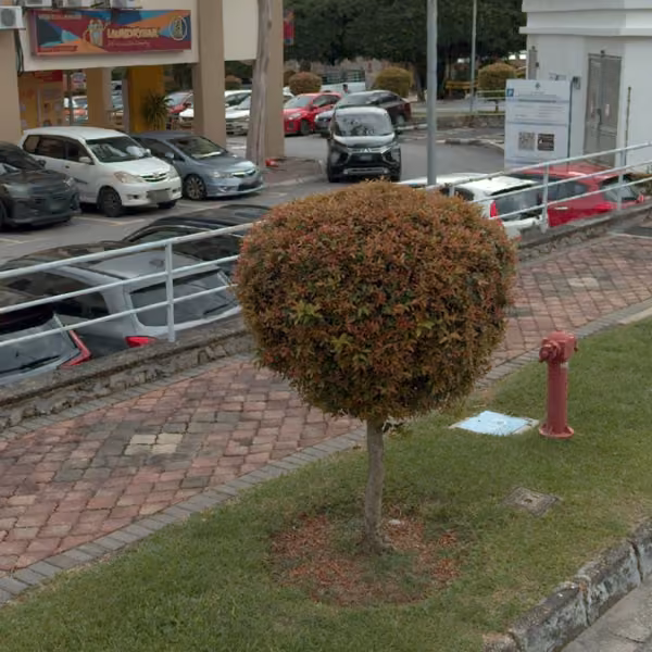 tree photo