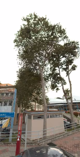 tree photo