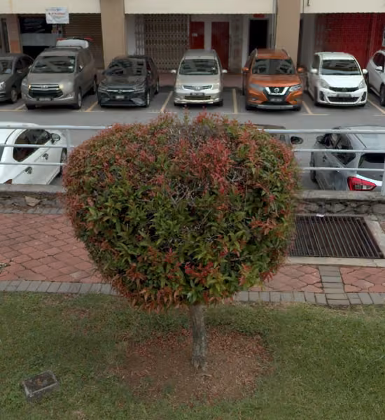 tree photo