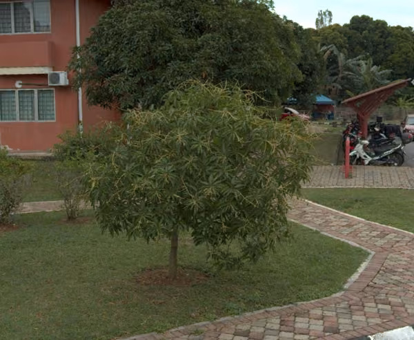 tree photo