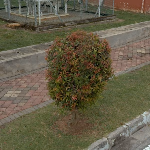 tree photo
