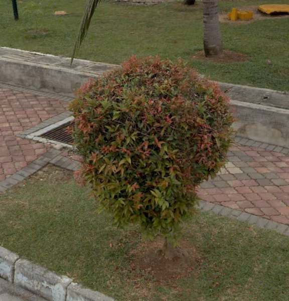 tree photo