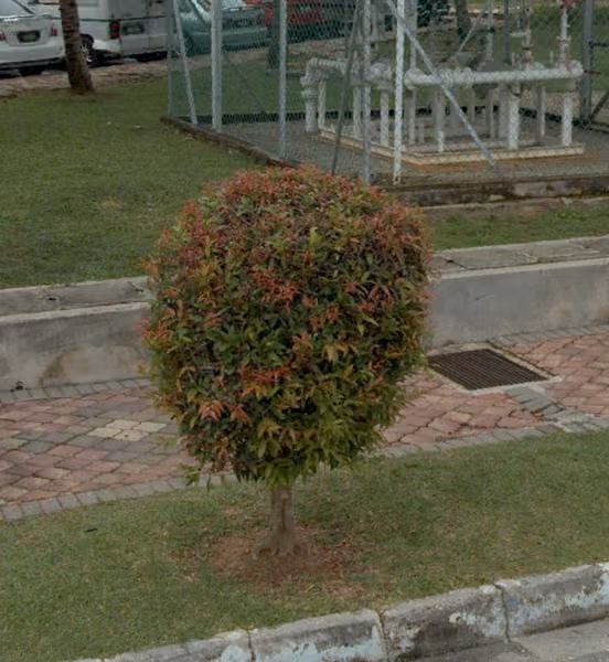 tree photo