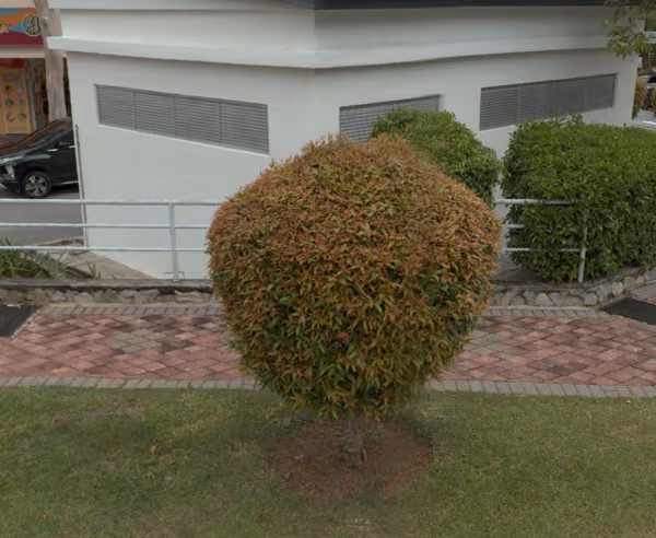 tree photo