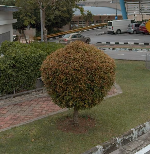 tree photo