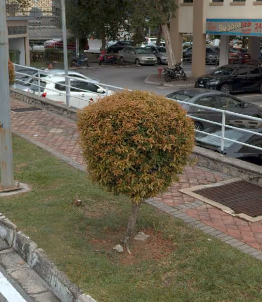 tree photo