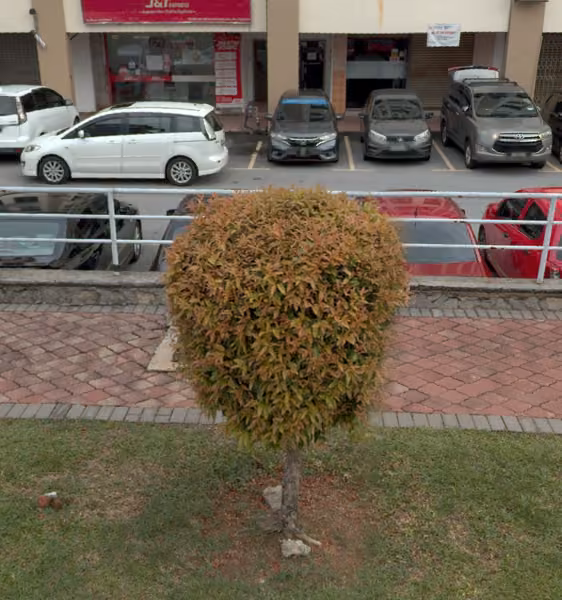 tree photo