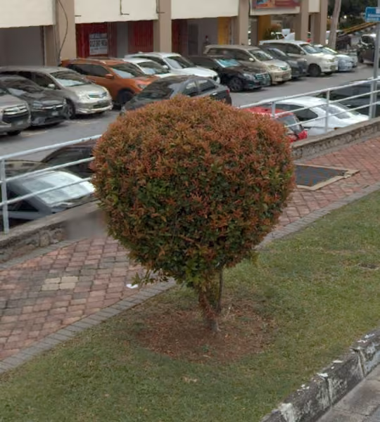 tree photo