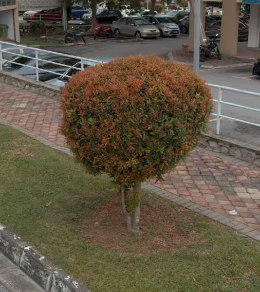 tree photo