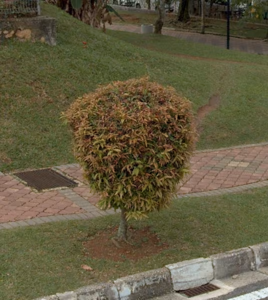 tree photo
