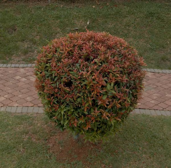 tree photo