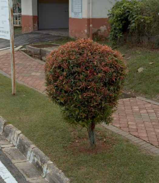 tree photo