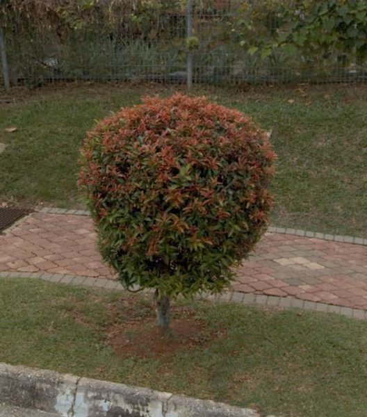 tree photo