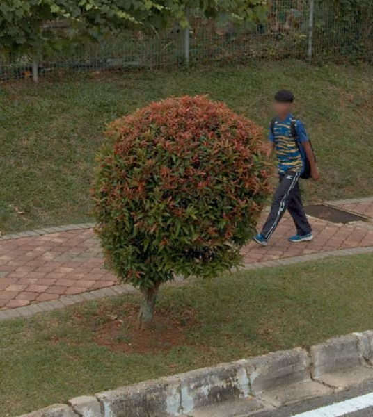 tree photo