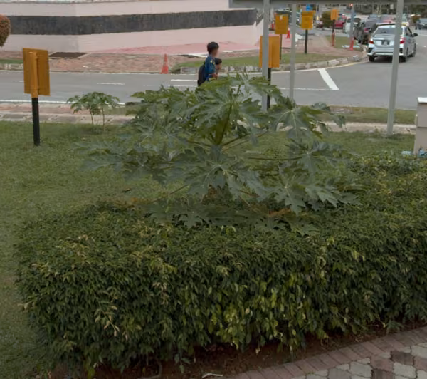 tree photo