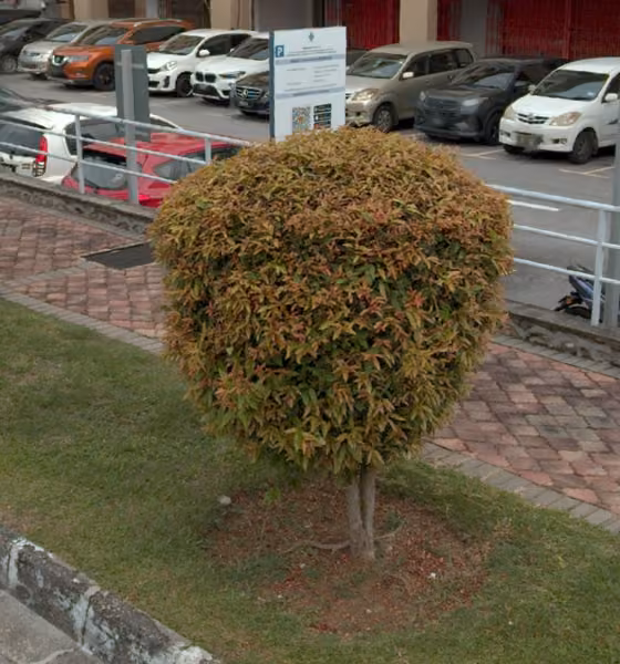 tree photo