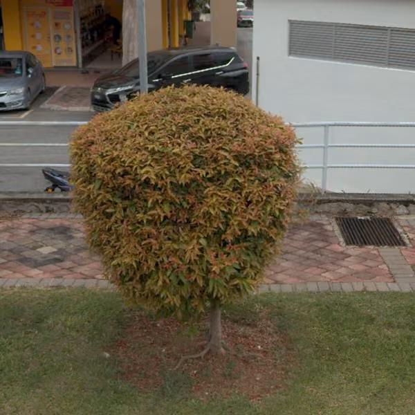 tree photo