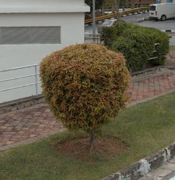 tree photo