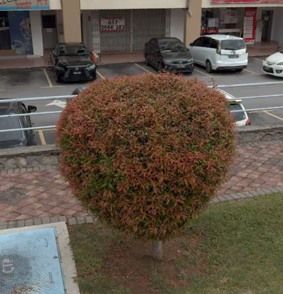 tree photo